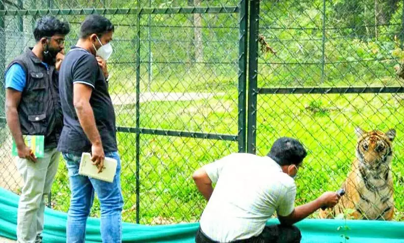 കടുവ സങ്കേതത്തിലെ മംഗളക്ക് വിദഗ്ധ ചികിത്സ കടുവ സങ്കേതത്തിലെ മംഗളക്ക് വിദഗ്ധ ചികിത്സ