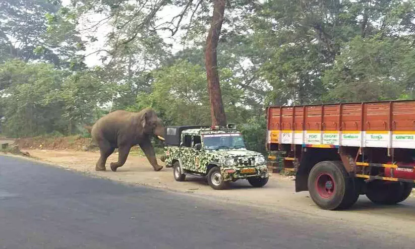 wild elephant at nilambur