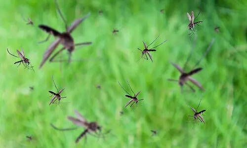 കൊതുകിനും കോവിഡിനും എതിരെ പോരാട്ടം കടുപ്പിക്കുമെന്ന്​ കോർപറേഷൻ