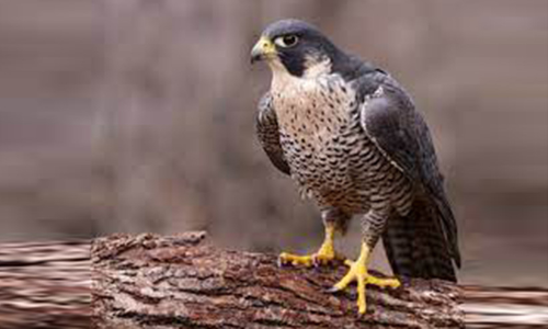 ഫാ​ൽ​ക്ക​ണു​ക​ളു​ടെ ഉ​ട​മ​സ്ഥാ​വ​കാ​ശ പ​ദ​വി ശ​രി​യാ​ക്കാം