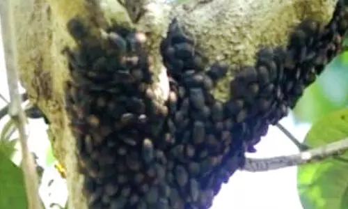 മലയോരത്ത് പ്രാണിശല്യം രൂക്ഷം; കർഷകർ ദുരിതത്തിൽ