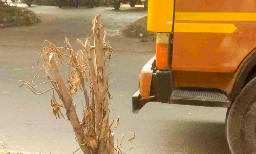 മെട്രോയുടെ തണൽമരങ്ങൾ വെട്ടിനശിപ്പിക്കുന്നു; പുൽതകിടികൾക്ക് തീയിടുന്നു