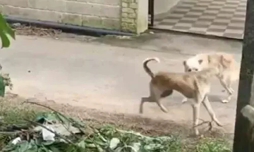 പെ​രി​ങ്ങ​മ്മ​ല​യി​ലും കേ​ളേ​ശ്വ​ര​ത്തും തെരുവുനായ്ക്കളുടെ ആക്രമണം; 10 പേർക്ക് കടിയേറ്റു