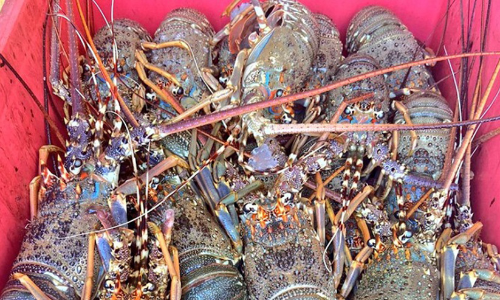 ചെമ്മീൻ കടത്ത്​; വാഹനം പിടികൂടി