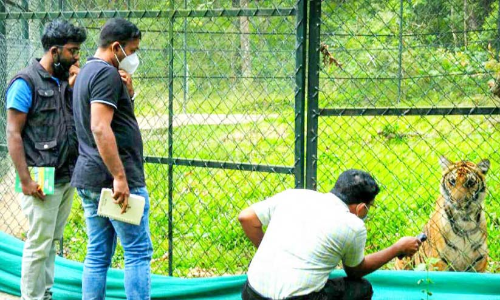 കടുവ സങ്കേതത്തിലെ മംഗളക്ക്​ വിദഗ്​ധ ചികിത്സ