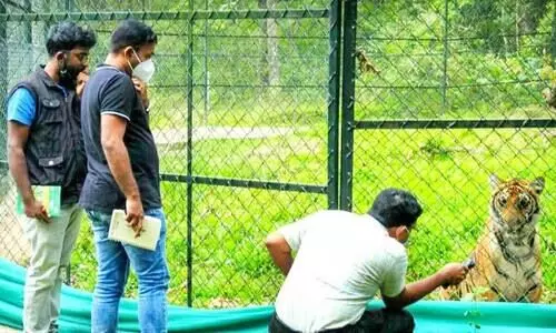 കടുവ സങ്കേതത്തിലെ മംഗളക്ക്​ വിദഗ്​ധ ചികിത്സ