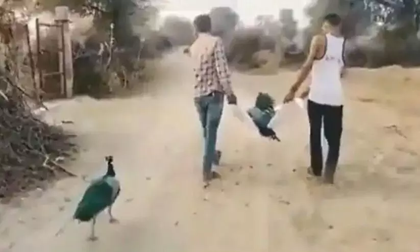 ആൺമയിലിന്‍റെ ജഡത്തെ അനുഗമിച്ച്​ പെൺമയിൽ, നൊമ്പരപ്പെടുത്തും ഈ വീഡിയോ