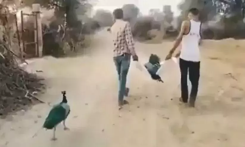 ആൺമയിലിന്‍റെ ജഡത്തെ അനുഗമിച്ച്​ പെൺമയിൽ, നൊമ്പരപ്പെടുത്തും ഈ വീഡിയോ