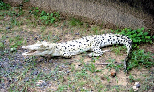 ഒഡീഷയിലെ ഭിടാർകനിക നാഷണൽ പാർക്കിൽ അപൂർവയിനം വെളുത്ത മുതലയെ കണ്ടെത്തി