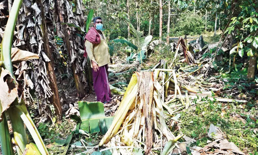 ഇഞ്ചക്കുണ്ടില്‍ വീണ്ടും കാട്ടാനയിറങ്ങി; തെങ്ങും വാഴകളും നശിപ്പിച്ചു