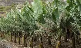 വിളവെടുത്ത വാഴ വളമാക്കാം; സാങ്കേതികവിദ്യയുമായി കെ.വി.കെ വിളവെടുത്ത വാഴ വളമാക്കാം; സാങ്കേതികവിദ്യയുമായി കെ.വി.കെ