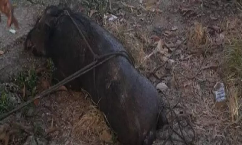 കാട്ടുപന്നിയെ പിടികൂടി കാട്ടുപന്നിയെ പിടികൂടി