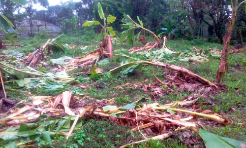 വന്യമൃഗശല്യമേറി;കർഷകർ വലയുന്നു