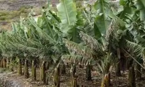 വിളവെടുത്ത വാഴ വളമാക്കാം; സാങ്കേതികവിദ്യയുമായി കെ.വി.കെ