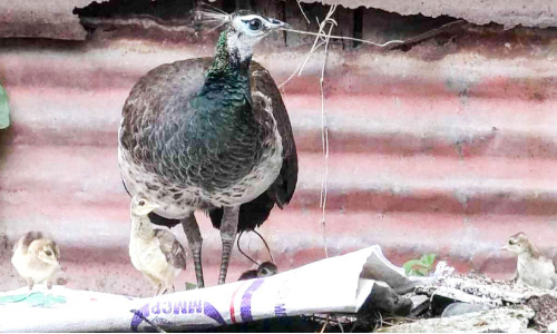 peacock cubs