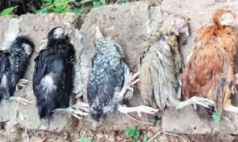 പുല്ലൂര്-പെരിയയിലും കോഴികള് ചാവുന്നു പുല്ലൂര്-പെരിയയിലും കോഴികള് ചാവുന്നു