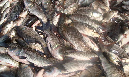 ഫിഷറീസ് വകുപ്പിന്‍റെ വലയിൽ കുടുങ്ങി മത്സ്യ കർഷകർ