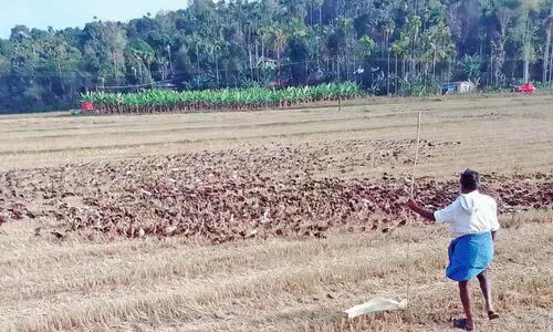 വിളവെടുത്ത പാടങ്ങളിൽ ഭാഗ്യം തേടി താറാവ് കർഷകർ