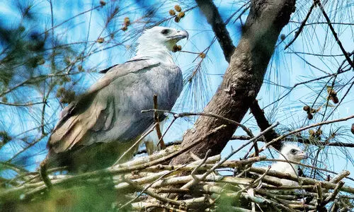 white bellied sea eagle