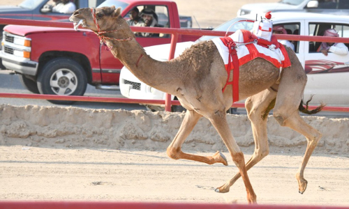 ക്രൗ​ൺ പ്രി​ൻ​സ്​ ഒ​ട്ട​ക​യോ​ട്ട മ​ത്സ​രം