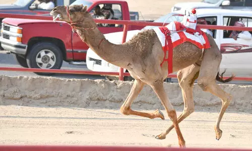 ക്രൗ​ൺ പ്രി​ൻ​സ്​ ഒ​ട്ട​ക​യോ​ട്ട മ​ത്സ​രം