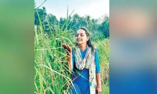 samyuktha is reaping success in paddy cultivation samyuktha is reaping success in paddy cultivation