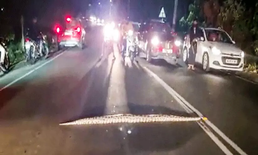 Mountain snake as a VIP traveler