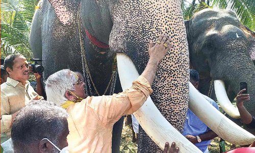 Chittanda Elephant Care Centre