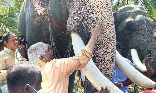 Chittanda Elephant Care Centre