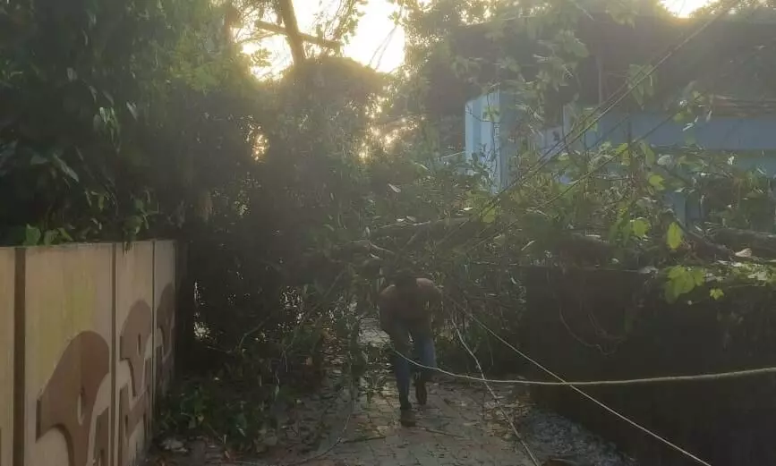 റോഡിന് കുറുകെ മരം കടപുഴകി വീണു റോഡിന് കുറുകെ മരം കടപുഴകി വീണു