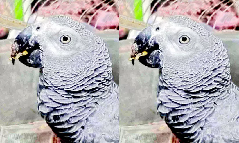 African Gray Parrot African Gray Parrot