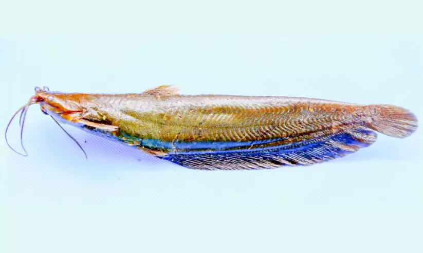 Kari fish, Heteropneustes fuscus