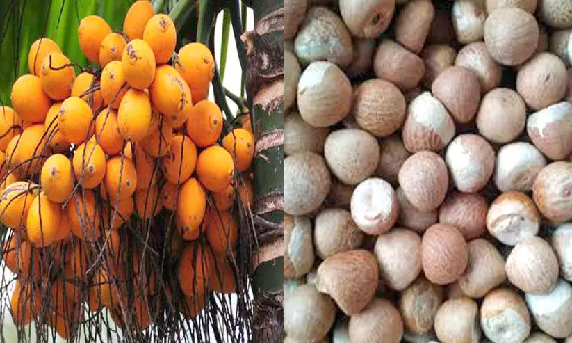 Arecanut processing Centers are remembered