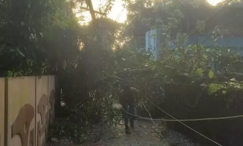 റോഡിന് കുറുകെ മരം കടപുഴകി വീണു