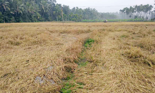 paddy field paddy field