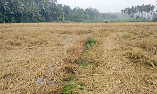 paddy field paddy field