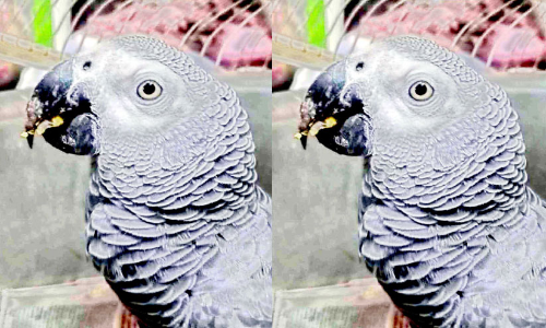 African Gray Parrot