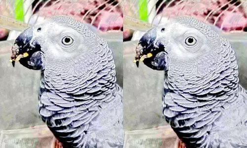 African Gray Parrot