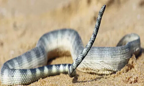 Kunjithalayan was the first sea snake to be found in the state