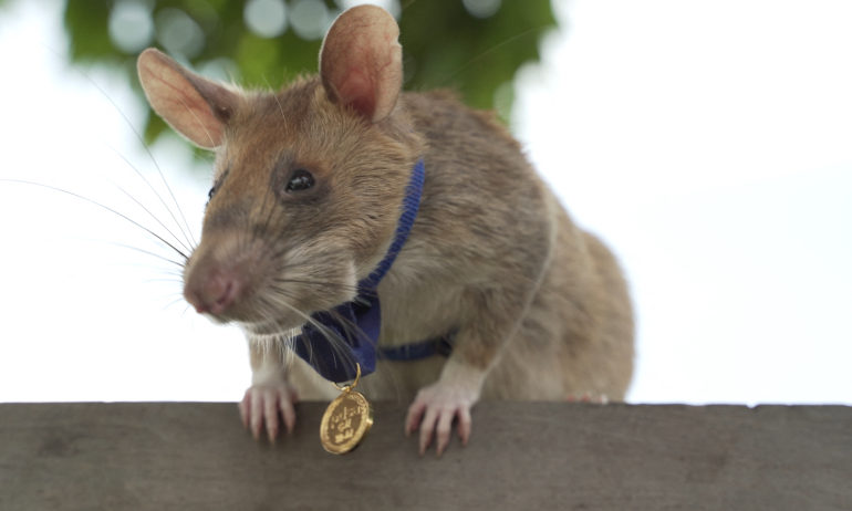 കുഴിബോംബുകൾ മണത്തറിഞ്ഞ് നിരവധി പേരുടെ ജീവൻ കാത്ത മ​ഗാവ എലി മരണത്തിന് കീഴടങ്ങി