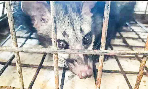 The locals are afraid of the civet