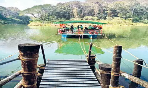 Department of Forestry in Connolly Service resumed