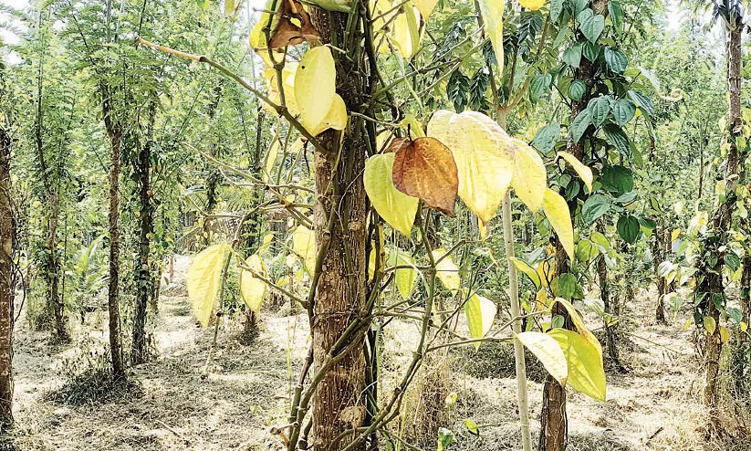 കുരുമുളക് ചെടികൾക്ക്​ രോഗബാധ;​ കർഷകർക്ക്​ ഇരുട്ടടി