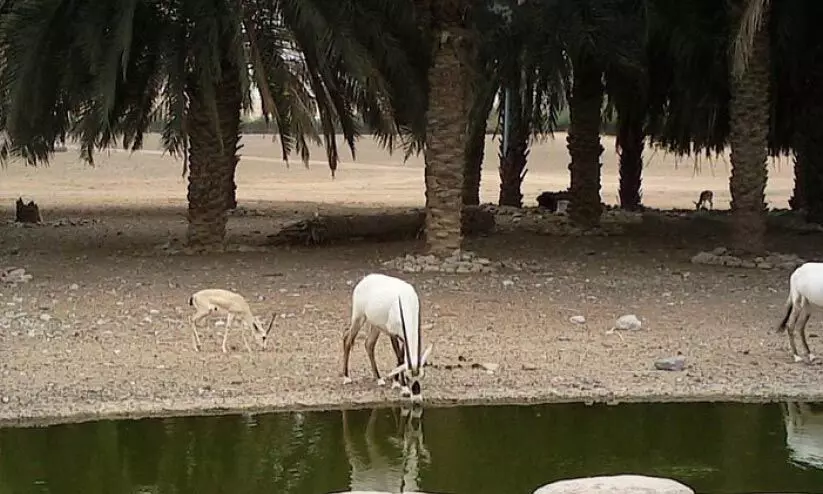 കാഴ്ചയെ കാടാക്കും   അറേബ്യൻ വൈൽഡ് ലൈഫ് സെന്‍റർ