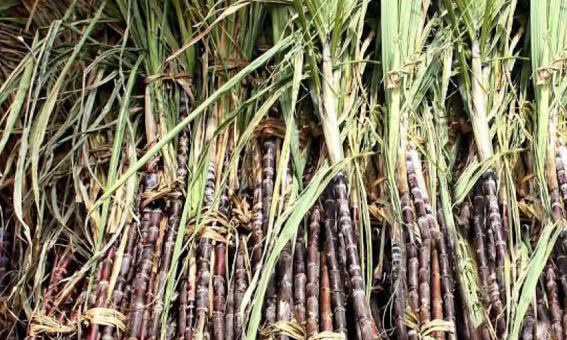 sugar cane sugar cane