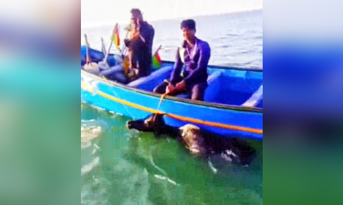 ആഴക്കടലിൽ പോത്ത്; സാഹസികമായി രക്ഷിച്ച് തൊഴിലാളികൾ