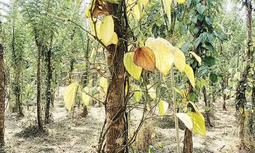 കുരുമുളക് ചെടികൾക്ക്​ രോഗബാധ;​ കർഷകർക്ക്​ ഇരുട്ടടി