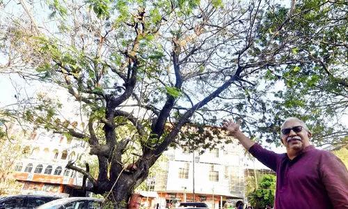 പോരാട്ടങ്ങളുടെ കൈയൊപ്പുപതിഞ്ഞ ആ മരം മായുന്നു​