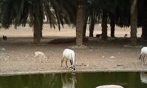 കാഴ്ചയെ കാടാക്കും   അറേബ്യൻ വൈൽഡ് ലൈഫ് സെന്‍റർ