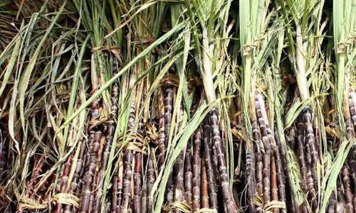 sugar cane